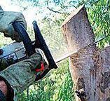 Best Tree Removal  in North Tonawanda, NY