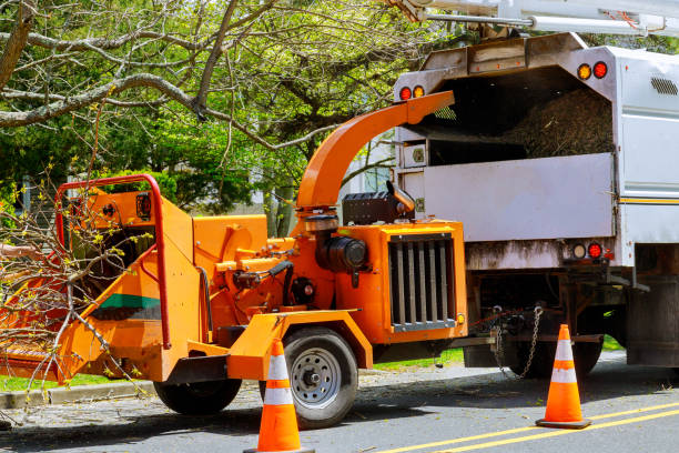 Best Tree Trimming and Pruning  in North Tonawanda, NY