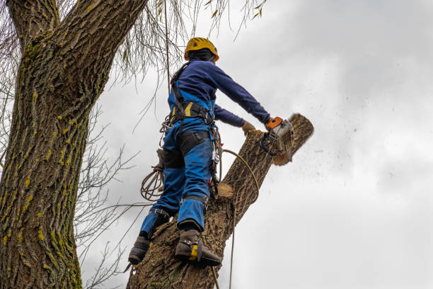 Best Arborist Consultation Services  in North Tonawanda, NY