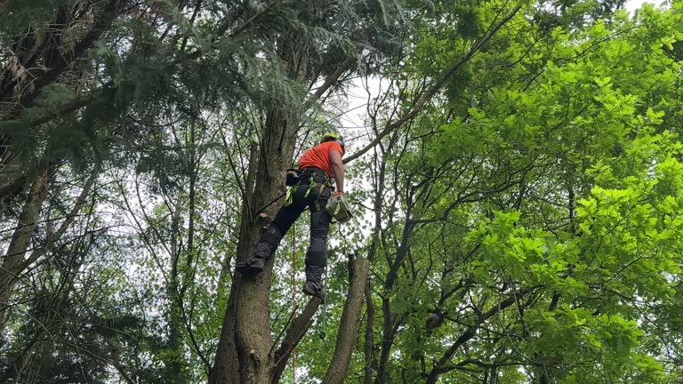 Best Storm Damage Tree Cleanup  in North Tonawanda, NY