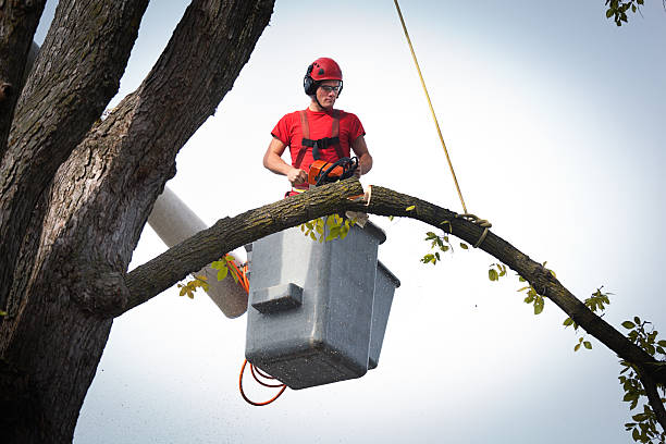 Best Tree Risk Assessment  in North Tonawanda, NY