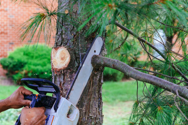 Best Tree Disease Treatment  in North Tonawanda, NY